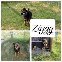 Shelter Dog-Ziggy