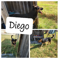Shelter dog-Diego