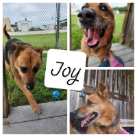 Shelter Dog-Joy